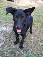 Angel And Abbie - Mixed Breed Dog