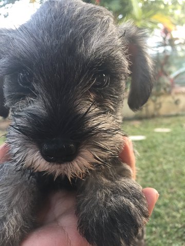 Miniature Schnauzer  - Schnauzer Dog