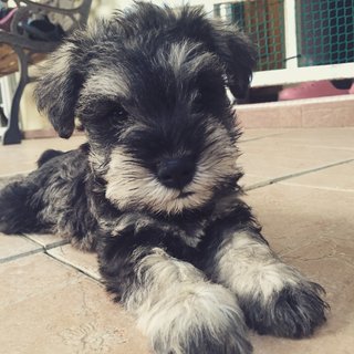 Miniature Schnauzer  - Schnauzer Dog