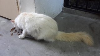 Mama - Domestic Long Hair Cat