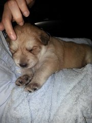 Pup - Mixed Breed Dog