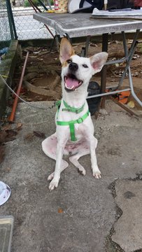 Snazzy - Mixed Breed Dog