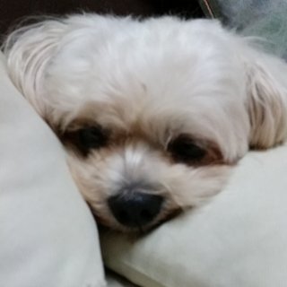 Nickie - Shih Tzu Mix Dog