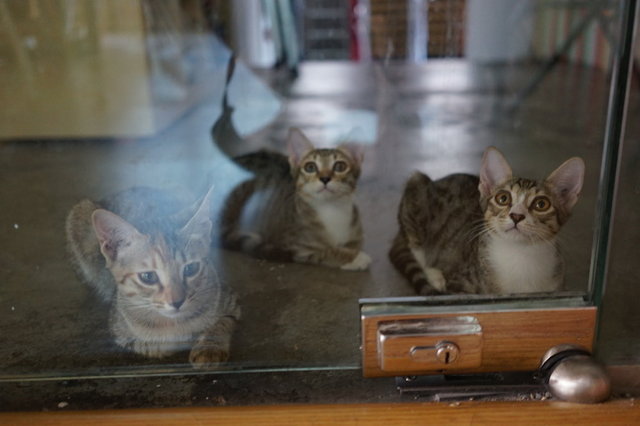 Katy And Perry - Domestic Short Hair Cat