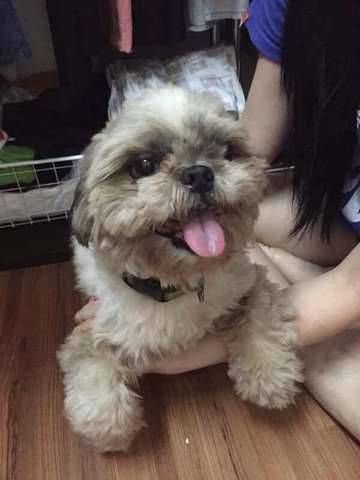 PF65888 - Shih Tzu Dog