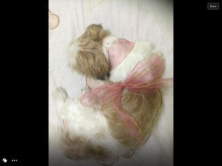 Babey - Shih Tzu Dog