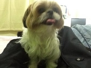 Babey - Shih Tzu Dog