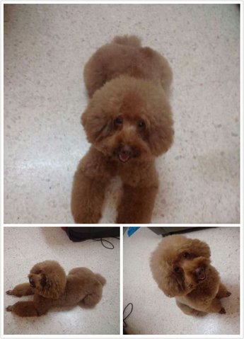 Chocolate   - Poodle Dog