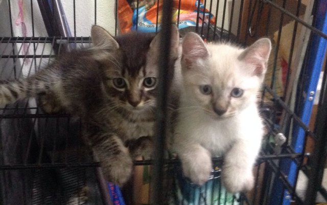 2 Months Old Kittens For Free  - Domestic Medium Hair + Siamese Cat