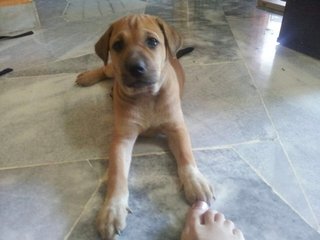 Female brown pup (pic taken on 21 Feb)