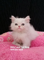 Mickey( Exotic Short Hair ) - Exotic Shorthair Cat