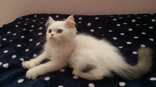 Mickey( Exotic Short Hair ) - Exotic Shorthair Cat