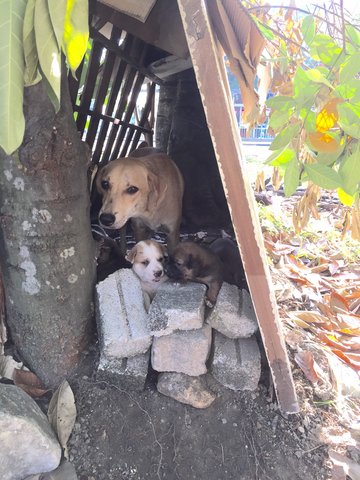 5 Puppies  - Mixed Breed Dog