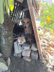 5 Puppies  - Mixed Breed Dog