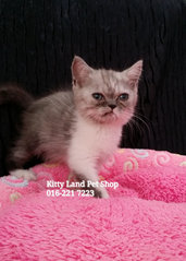 Money ( Exotic Short Hair ) - Exotic Shorthair Cat