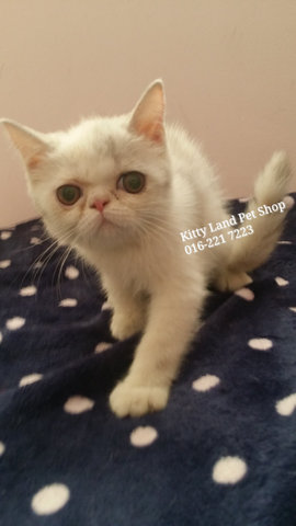 Sweetie ( Exotic Short Hair ) - Exotic Shorthair Cat