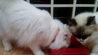 Snowy - Domestic Long Hair + Persian Cat