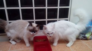 Snowy - Domestic Long Hair + Persian Cat