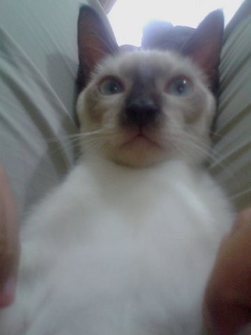 Smokey - Siamese Cat