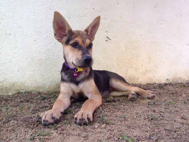 Girl Girl - Mixed Breed Dog