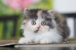 Kimora - Persian Cat