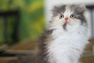 Kimora - Persian Cat