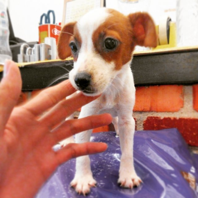 Imported Lineage Baby Jack Russell - Jack Russell Terrier Dog