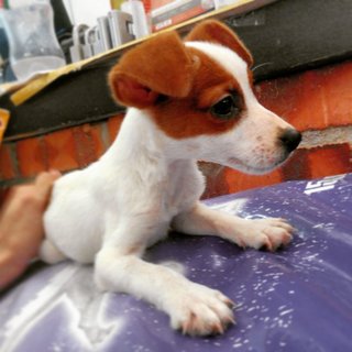 Imported Lineage Baby Jack Russell - Jack Russell Terrier Dog