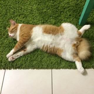 Abang. - Maine Coon + Domestic Short Hair Cat