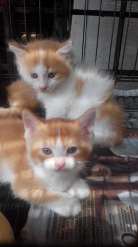 Mixed Kitten - Persian + Domestic Long Hair Cat