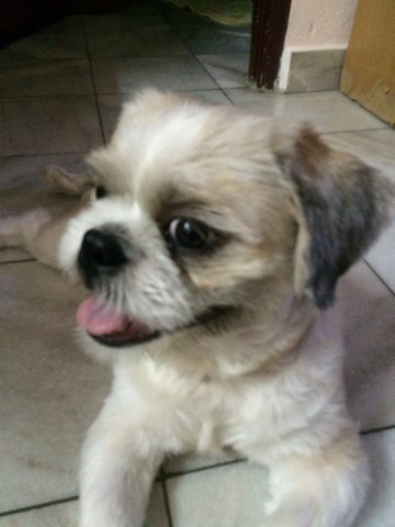 Whiskey - Shih Tzu Dog