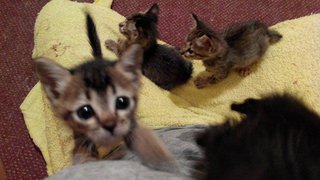 Four Little Kittens - Domestic Short Hair + Domestic Medium Hair Cat