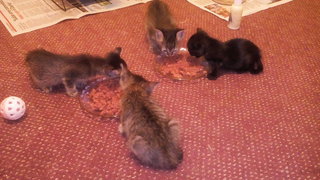 Four Little Kittens - Domestic Short Hair + Domestic Medium Hair Cat