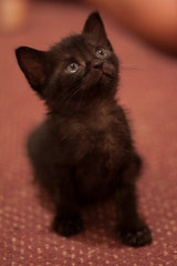 Four Little Kittens - Domestic Short Hair + Domestic Medium Hair Cat