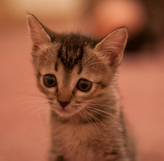 Four Little Kittens - Domestic Short Hair + Domestic Medium Hair Cat