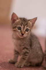 Four Little Kittens - Domestic Short Hair + Domestic Medium Hair Cat