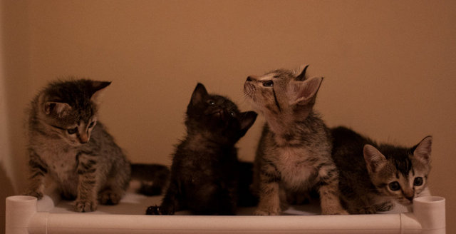 Four Little Kittens - Domestic Short Hair + Domestic Medium Hair Cat