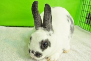 Mini Rex - Broken Blue 400 - Mini Rex Rabbit