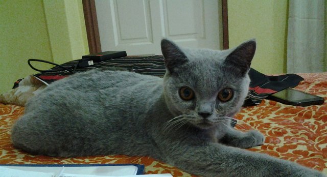 Aboy - British Shorthair Cat