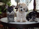 With my siblings, Lambeth the Min Schnauzer and Islington the Mal-Shi