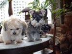 With my brother Lambeth the Min Schnauzer and Chelsea the Peke-a-tese