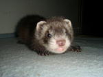 PF6668 - Ferret Small & Furry