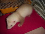 PF6668 - Ferret Small & Furry