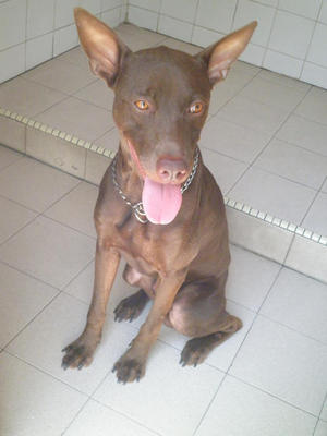 Scooby - Mixed Breed Dog