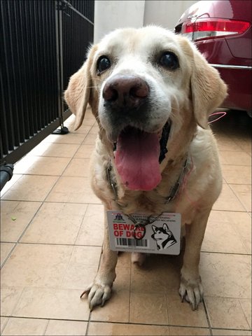 Oscar - Labrador Retriever Dog