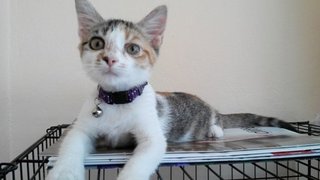 Jenni - Domestic Short Hair Cat