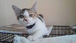 Jenni - Domestic Short Hair Cat