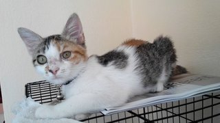 Jenni - Domestic Short Hair Cat