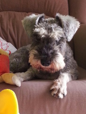 Berry - Schnauzer Dog