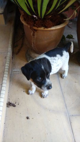 Charlie And Duke - Mixed Breed Dog